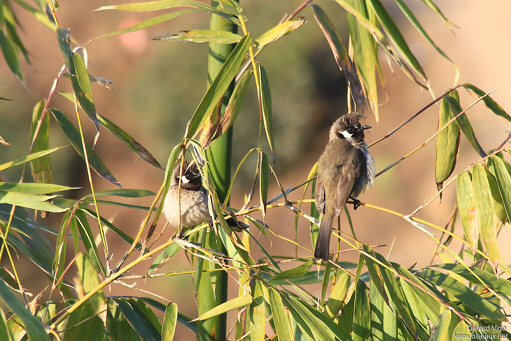 Bulbul à joues blanchesadulte