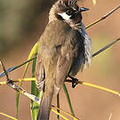 Bulbul à joues blanches