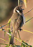 Bulbul à joues blanches