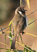 Bulbul à joues blanches