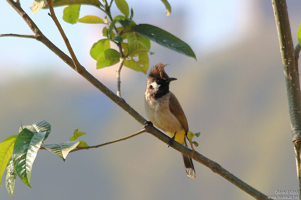 Bulbul à joues blanchesadulte