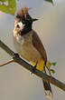 Bulbul à joues blanches