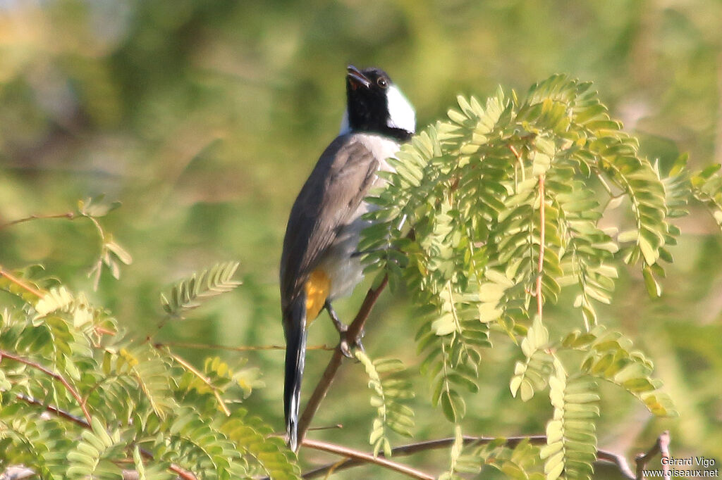 Bulbul à oreillons blancsadulte