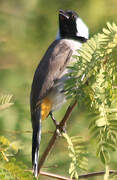 Bulbul à oreillons blancs