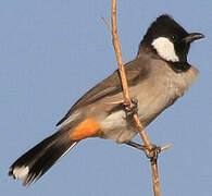 Bulbul à oreillons blancs