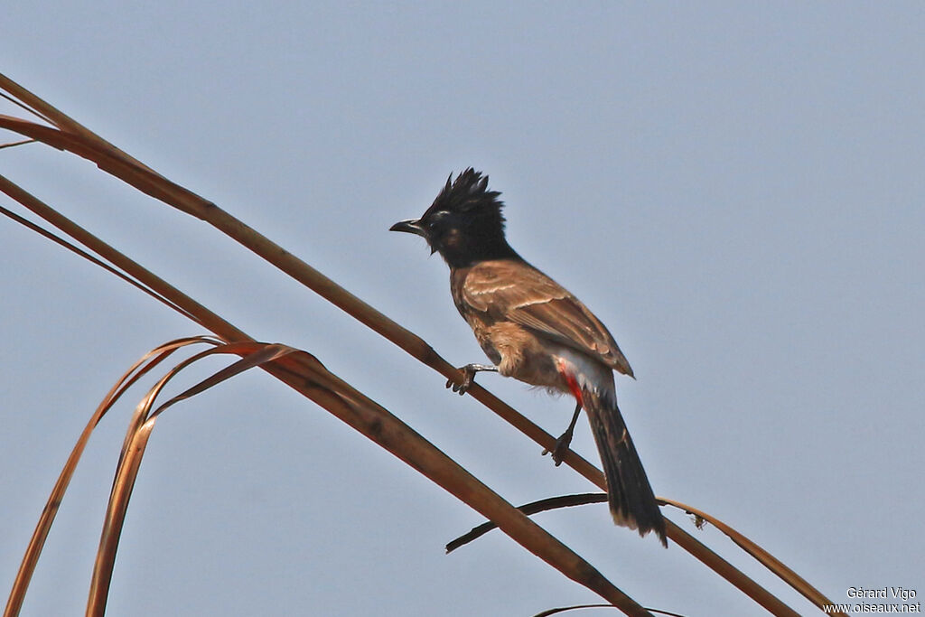 Bulbul à ventre rougeadulte