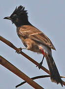 Bulbul à ventre rouge