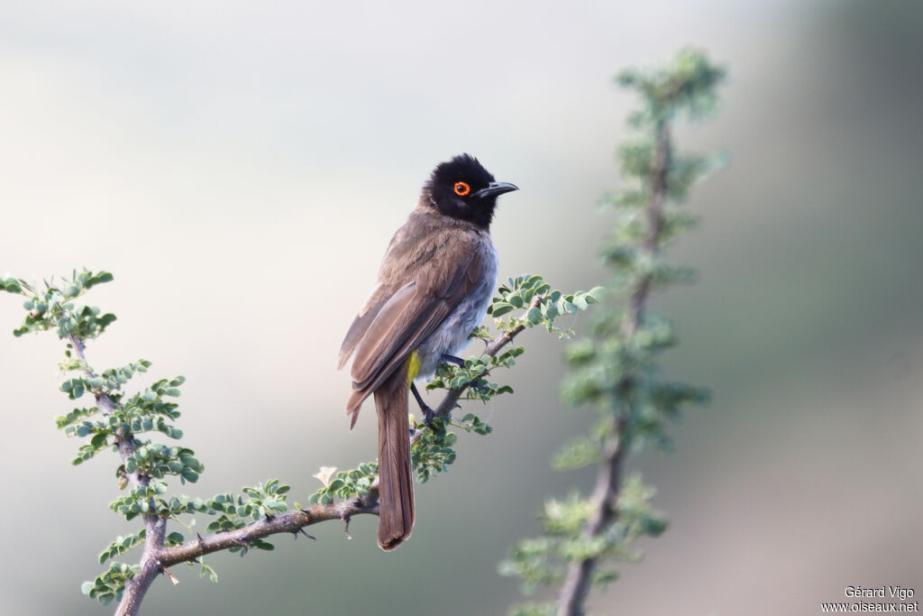 Bulbul brunoiradulte