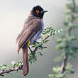 Bulbul brunoir