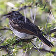 Bulbul brunoir