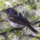 Bulbul brunoir