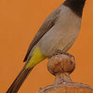 Bulbul d'Arabie