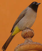 Bulbul d'Arabie