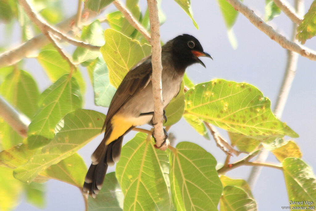 Bulbul d'Arabieadulte