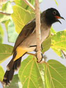 Bulbul d'Arabie