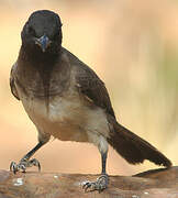 Common Bulbul