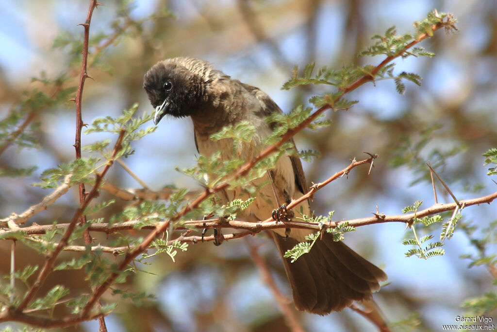 Bulbul des jardinsadulte