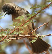 Common Bulbul