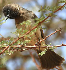 Bulbul des jardins