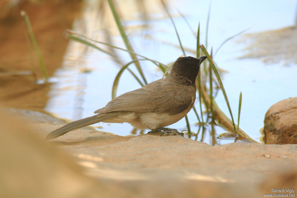 Bulbul des jardinsadulte