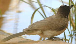 Common Bulbul