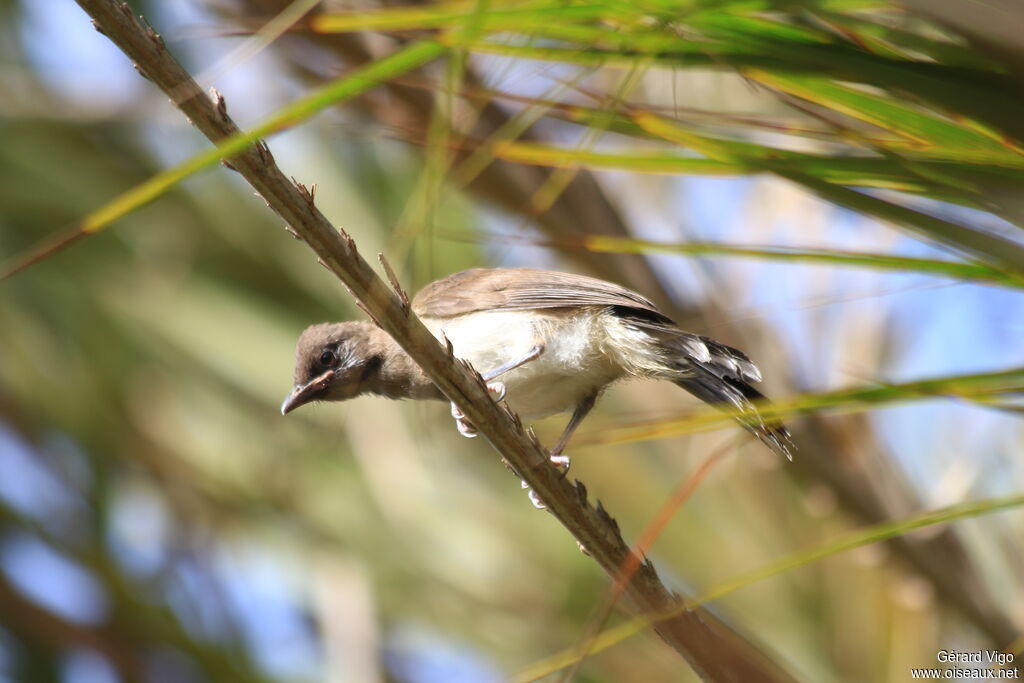 Bulbul des jardinsjuvénile