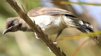 Common Bulbul