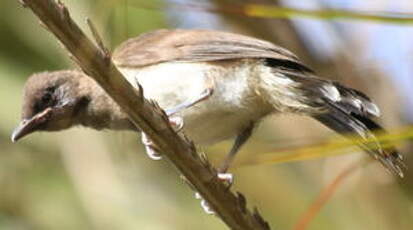 Bulbul des jardins