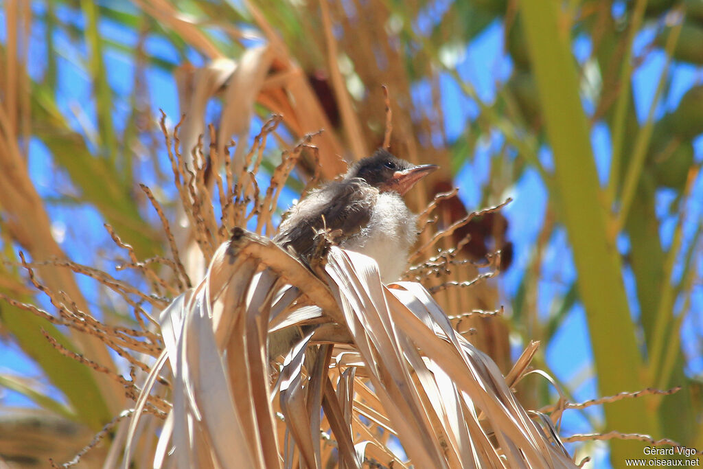 Bulbul des jardinsjuvénile