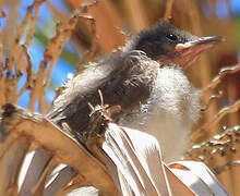 Common Bulbul