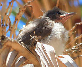 Bulbul des jardins