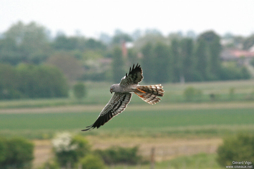 Busard cendré mâle adulte, Vol