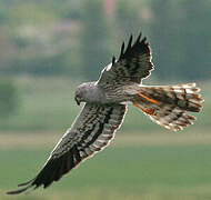 Montagu's Harrier