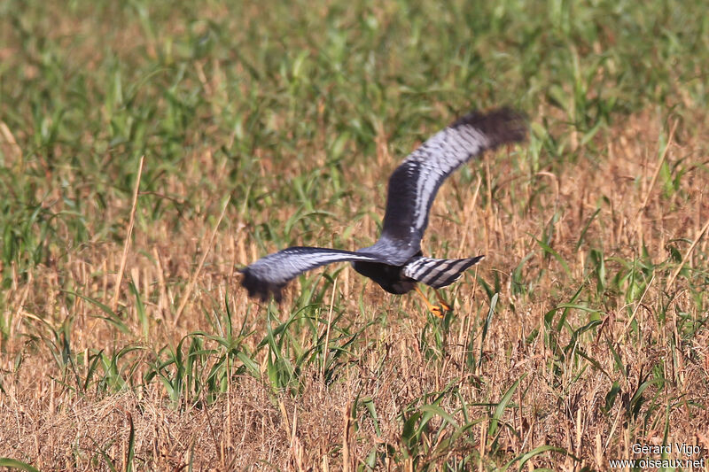 Long-winged Harrieradult, Flight