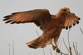 Grasshopper Buzzard