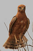 Grasshopper Buzzard