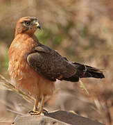 Grasshopper Buzzard