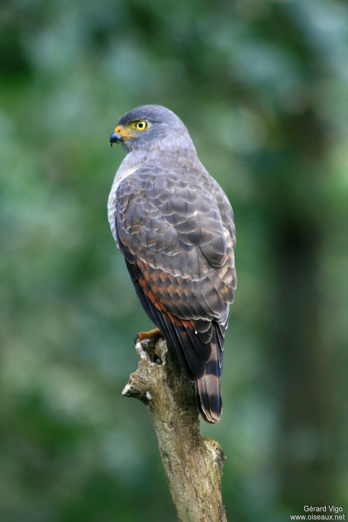 Roadside Hawkadult