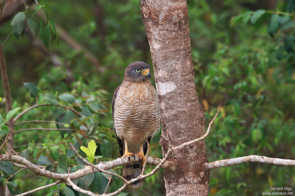 Roadside Hawkadult