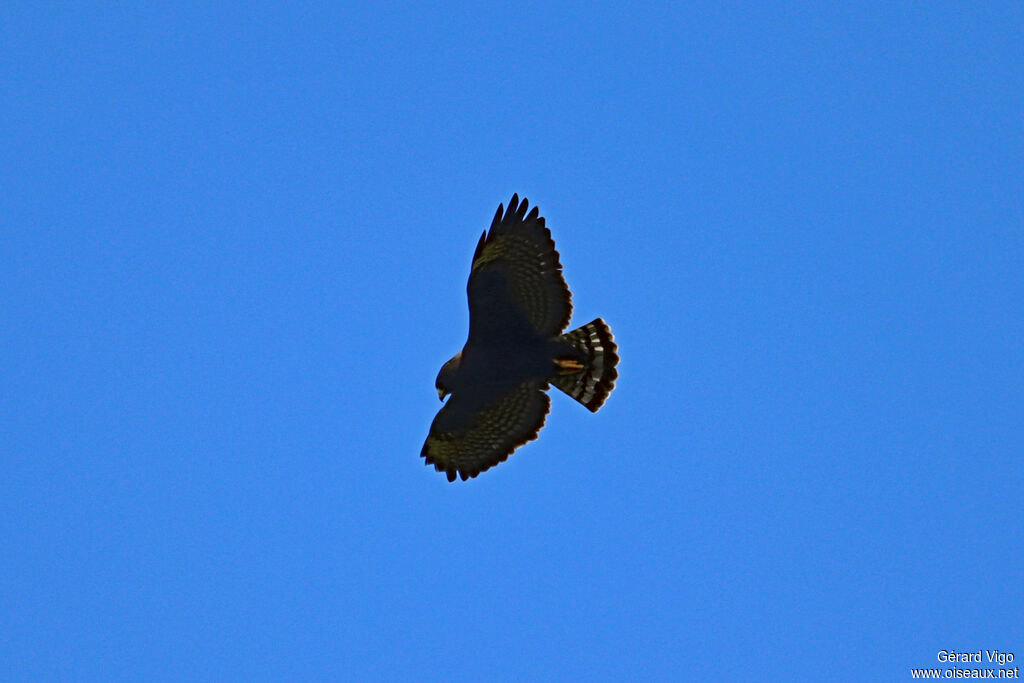 Zone-tailed Hawkadult, Flight