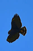 Zone-tailed Hawk