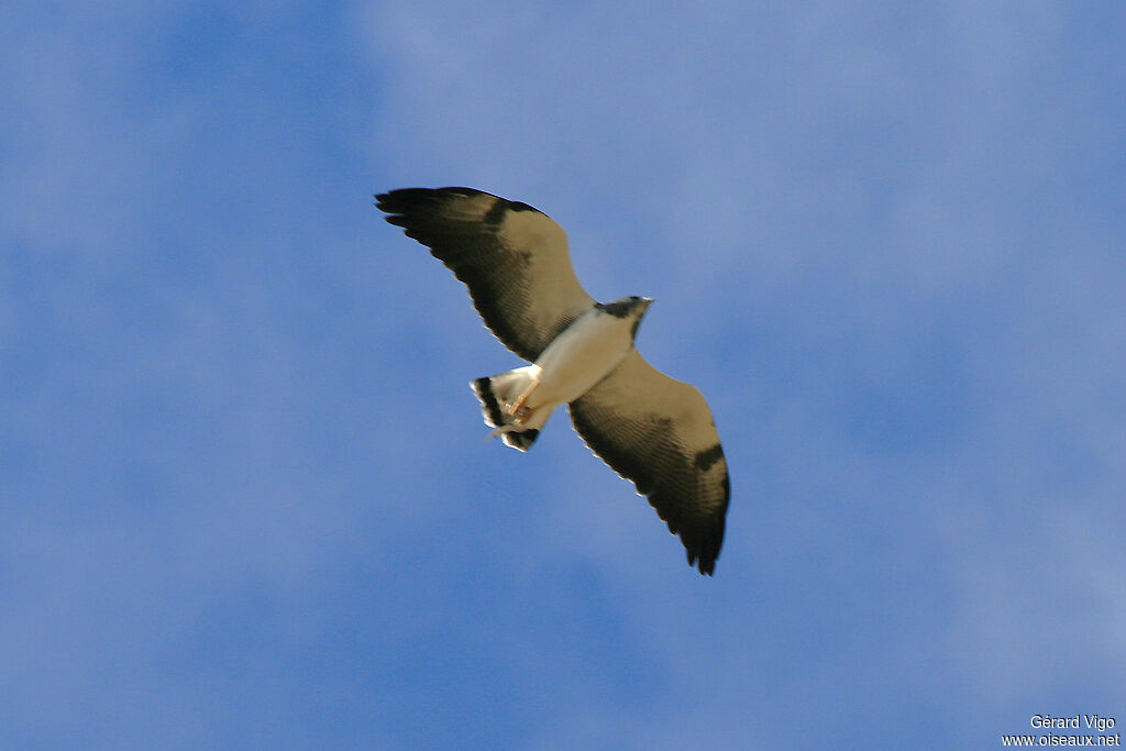 White-tailed Hawkadult, Flight