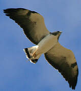 White-tailed Hawk