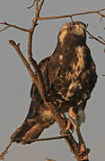 White-tailed Hawk