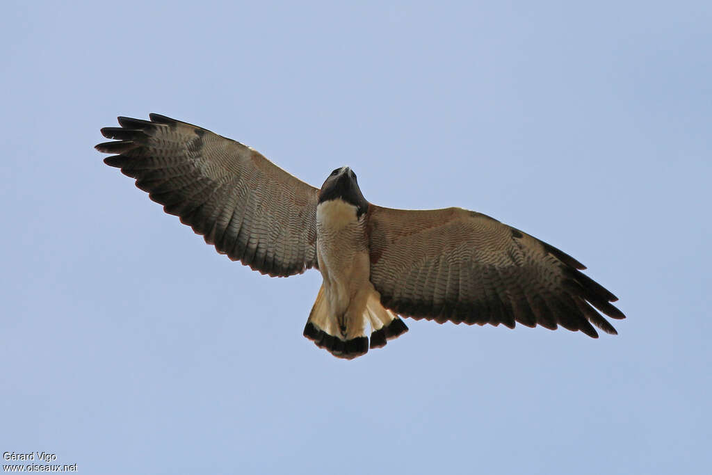 White-tailed Hawkadult, Flight