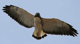 White-tailed Hawk