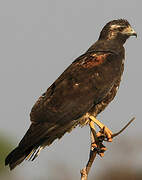 White-tailed Hawk