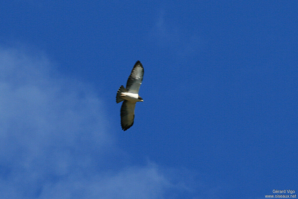 Short-tailed Hawkadult