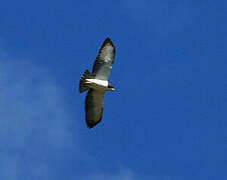 Short-tailed Hawk