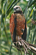 Black-collared Hawk